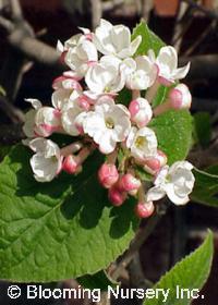 Viburnum carlesii